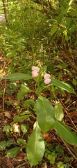 Impatiens glandulifera