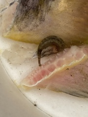 Piscicolaria reducta