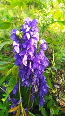 Aconitum baicalense