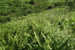 Oreopteris limbosperma