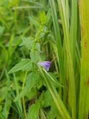 Scutellaria galericulata