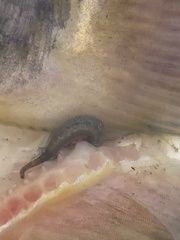 Piscicolaria reducta