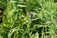 Hieracium krylovii