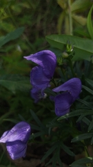 Aconitum baicalense