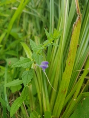 Scutellaria galericulata