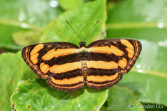 Pantoporia paraka