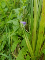 Scutellaria galericulata