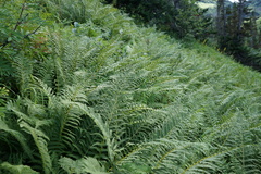 Oreopteris limbosperma