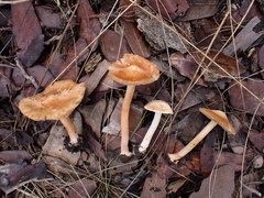 Inocybe roseifolia