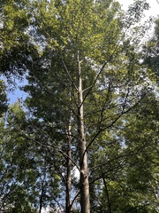 Populus davidiana