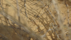 Phrynocephalus guttatus