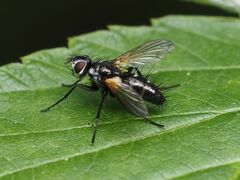 Phyllomya volvulus