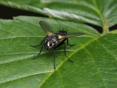 Phyllomya volvulus