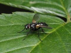 Phyllomya volvulus