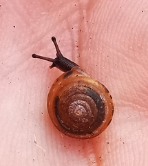 Perforatella bidentata