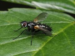 Phyllomya volvulus