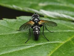 Phyllomya volvulus