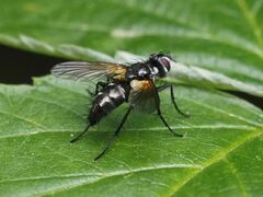 Phyllomya volvulus