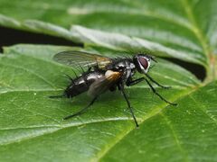Phyllomya volvulus