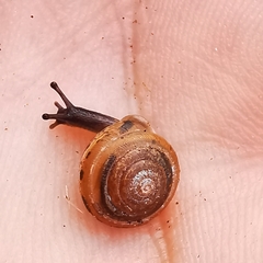 Perforatella bidentata