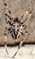 Araneus diadematus