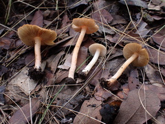 Inocybe roseifolia
