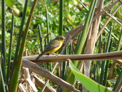 Pseudocolopteryx dinelliana