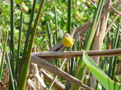 Pseudocolopteryx dinelliana