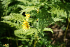 Hieracium krylovii