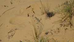 Phrynocephalus guttatus