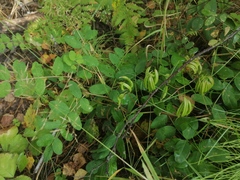 Astragalus glycyphyllos