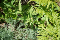 Phlojodicarpus villosus