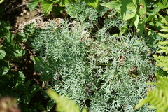 Phlojodicarpus villosus