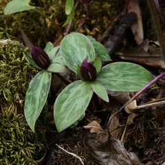 Trillium sessile
