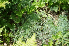 Phlojodicarpus villosus
