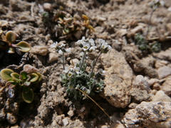Draba breweri