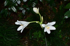 Lycoris longituba