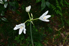 Lycoris longituba