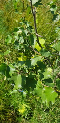 Betula fruticosa