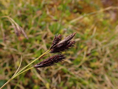 Carex frigida