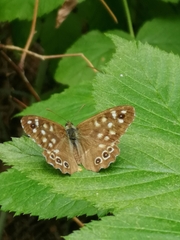 Pararge aegeria tircis