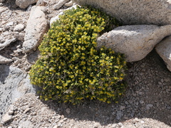 Ivesia shockleyi