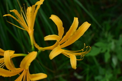 Lycoris chinensis