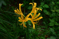 Lycoris chinensis