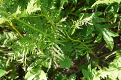 Valeriana transjenisensis