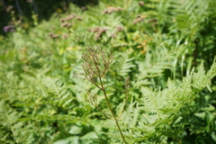 Valeriana transjenisensis