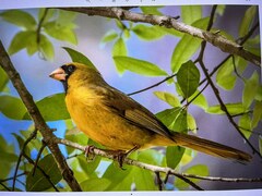Cardinalis cardinalis