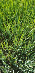 Leymus chinensis