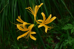 Lycoris chinensis