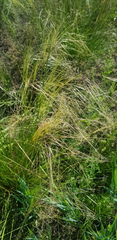 Stipa krylovii